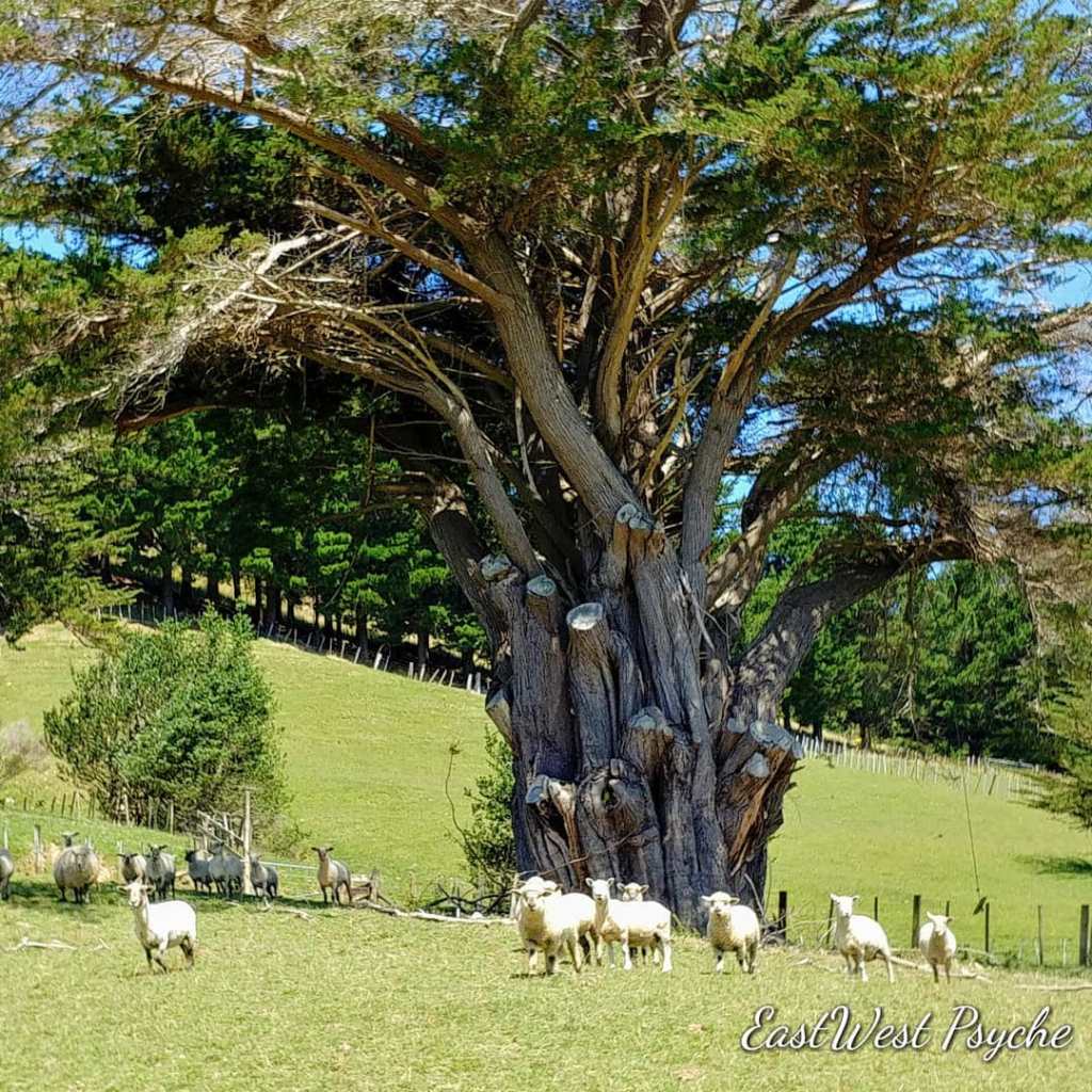 67077915_457344671489736_4797241786869219328_o